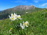 Capanna 2000 ad anello da Alpe Arera, festa di fiori-13giu26- FOTOGALLERY